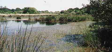 Blick &uuml;bers Moor in der Grande Bri&egrave;re