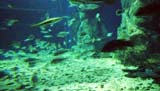 Aquarium 1