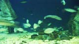 Aquarium 3